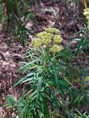 Cassinia aureonitens