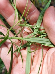 Cassinia aureonitens