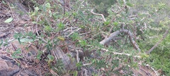 Pachypodium saundersii