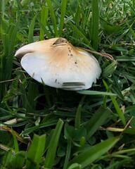 Psilocybe cubensis