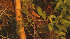 Drymarchon melanurus