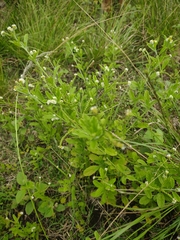 Euploca procumbens