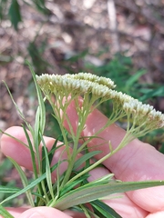 Cassinia aureonitens