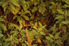 Drymarchon melanurus