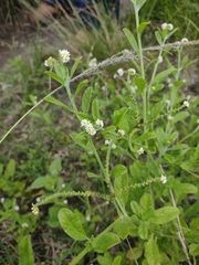 Euploca procumbens