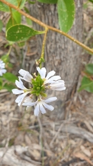 Scaevola angustata