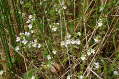 Euphrasia maximowiczii