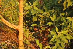 Drymarchon melanurus