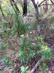 Cassinia aureonitens