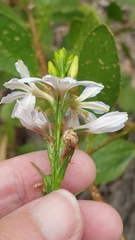 Scaevola angustata