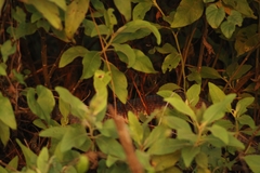 Drymarchon melanurus