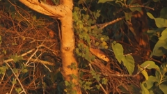 Drymarchon melanurus