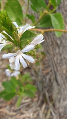 Scaevola angustata