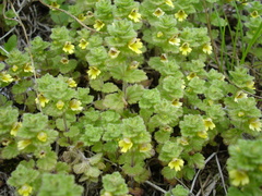 Euphrasia mollis