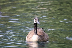 Branta canadensis
