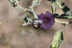 Brephidium exilis exilis