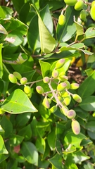 Ligustrum japonicum