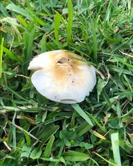 Psilocybe cubensis