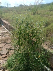 Buddleja asiatica