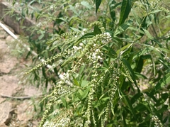Buddleja asiatica