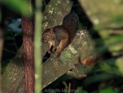 Sciurus deppei