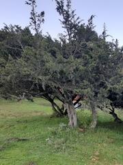Juniperus monticola