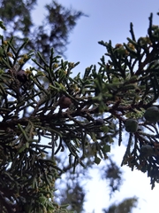 Juniperus monticola
