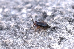 Isthmocoris piceus