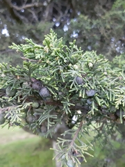 Juniperus monticola