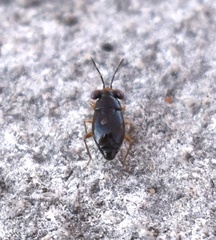 Isthmocoris piceus