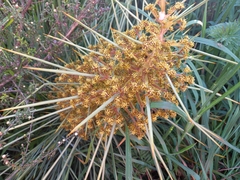 Aciphylla squarrosa