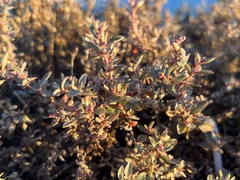 Atriplex semibaccata