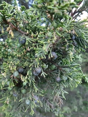 Juniperus monticola