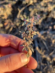 Atriplex semibaccata