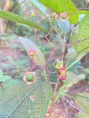 Clerodendrum cyrtophyllum