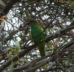 Glossopsitta concinna