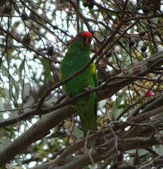 Glossopsitta concinna