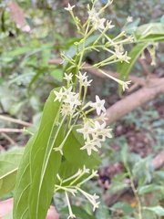 Cestrum nocturnum
