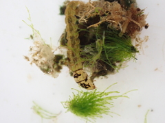 Hydrobiosidae