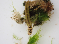Hydrobiosidae