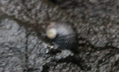 Nerita picea