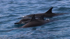 Stenella longirostris