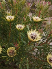 Protea scolymocephala