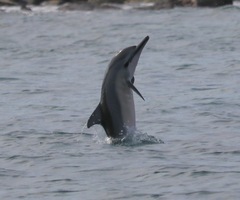 Stenella longirostris
