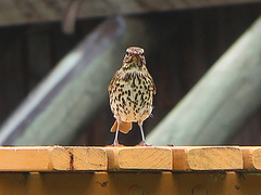 Turdus philomelos clarkei