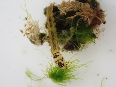 Hydrobiosidae