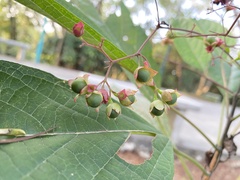 Clerodendrum cyrtophyllum