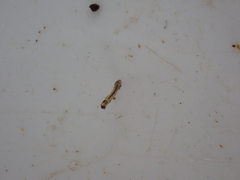 Austrosimulium
