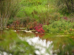Suaeda australis