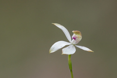 Caladenia moschata